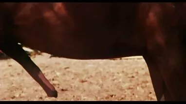 mr. vua dit vua bu liuhuabing